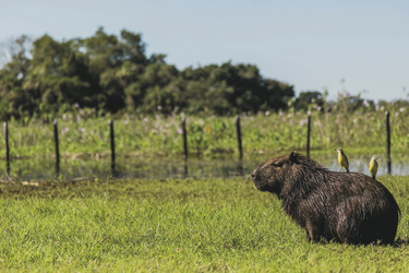 Capibara oder Wasserschwein, ©Narciso Souza