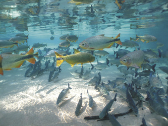 Fische im Rio da Prata