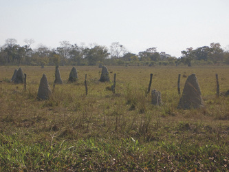 Termitenhügel im Pantanal