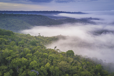 Amazonas Regenwald, ©Copyright by Malte Clavin