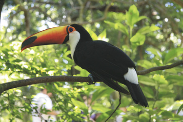 Tukan im Iguazu Nationalpark