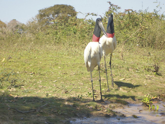 Jabiru-Störche