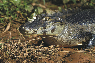 Kaiman im Pantanal, ©Flavio Andre