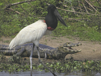 Jabiru Storch im Pantanal