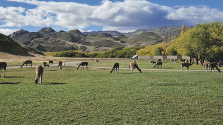 Guanacos im Chacabuco Valley, ©K-H. Milter - Karawane Reisen