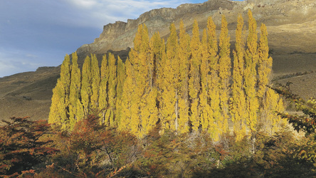 Herbststimmung Patagonia Nationalpark, ©K-H. Milter - Karawane Reisen