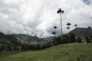 Wachspalmen im Cocora-Tal