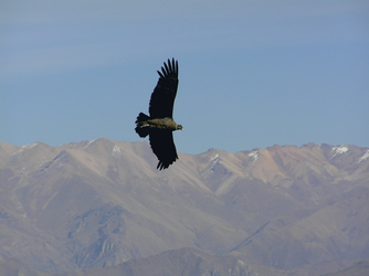 Kondor im Colca Tal