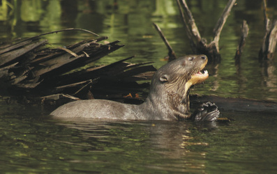 Riesenotter, ©Amazon Trails Peru