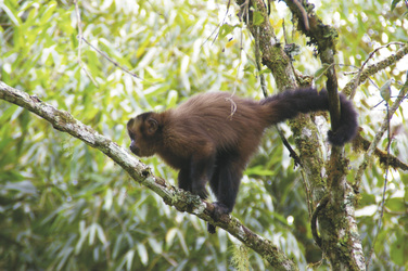 Totenkopfaffe - Squirrel Monkey, ©Amazon Trails Peru