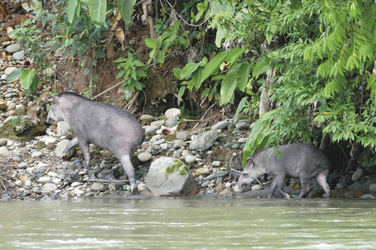 Tapire, ©Amazon Trails Peru