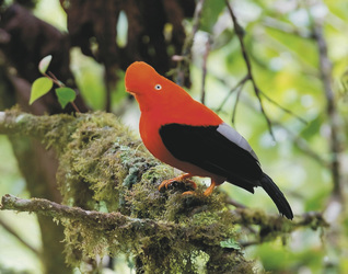 Cock of the Rock - Felsenhahn, ©Amazon Trails Peru