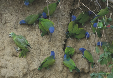 Ara- und Papageienlecke, ©Amazon Trails Peru