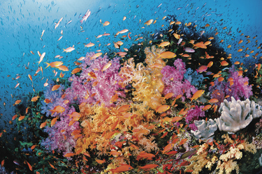 Bunte Unterwasserwelt Fiji