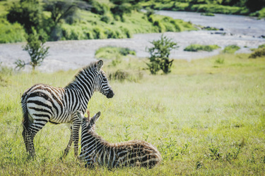 Zebras am Mara River, ©A.Issock