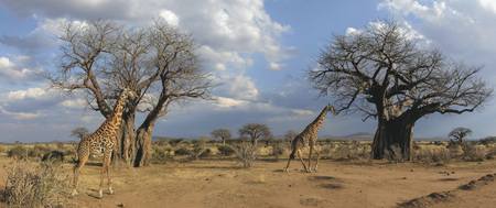 Im Ruaha Nationalpark, ©Roger de la Harpe