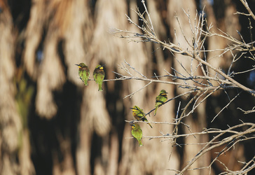 Nyerere Nationalpark, ©Elsa Young