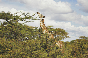 Nyerere Nationalpark, ©Elsa Young