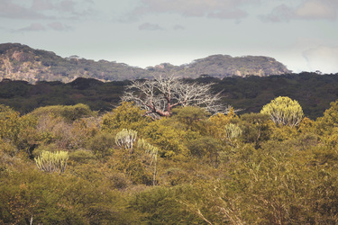 Ruaha Nationalpark, ©Elsa Young