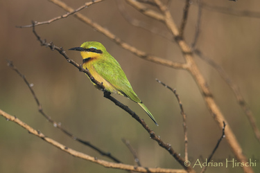 Vogelbeobachtung im Kafue Nationalpark, ©Adrian Hirschi