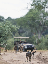 Beobachtung von Wildhunden im Lower Zambezi NP, ©Dulini Anabezi / Rachel Rebibo