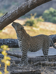 Leopard im Lower Zambezi NP, ©Dulini Anabezi / Rachel Rebibo