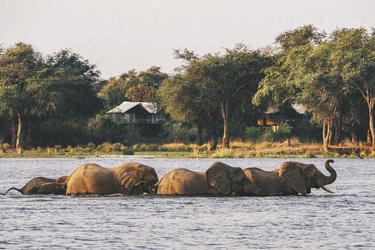 Elefanten im Zambezi Fluss vor dem Anabezi Camp, ©Dulini Anabezi / Rachel Rebibo