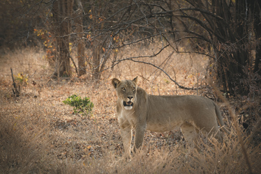 ©African Bush Camps