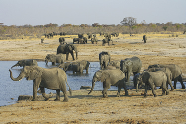 Elefantenherde im Hwange Nationalpark, ©Michieu Lourens