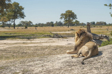 Löwe im Hwange Nationalpark, ©Bruce Taylor