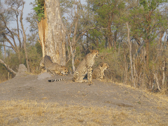 Geparden im Hwange Nationalpark