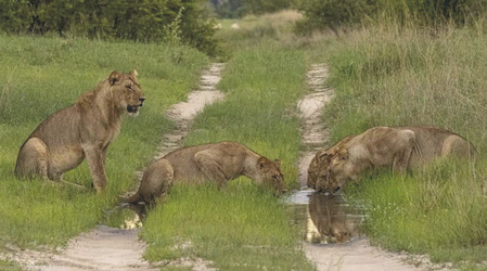 Löwen im Hwange Nationalpark, ©Imvelo Safaris