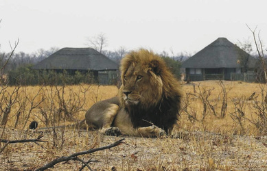 Löwe vor der Nehimba Lodge