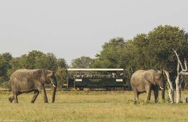 Tierbeobachtung während der Fahrt mit dem Elephant Express