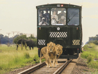 Löwen begleiten den Elephant Express