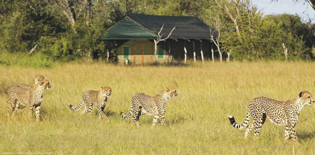 Geparden zu Besuch in der Bomani Tented Lodge