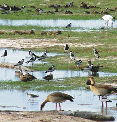 Vogelbeobachtung im Hwange Nationalpark, ©Imvelo Safaris