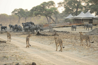 Tierischer Besuch im Camp, ©African Bush Camps