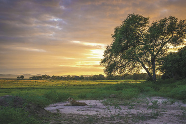 ©Dana Allen www.PhotoSafari-Africa.net